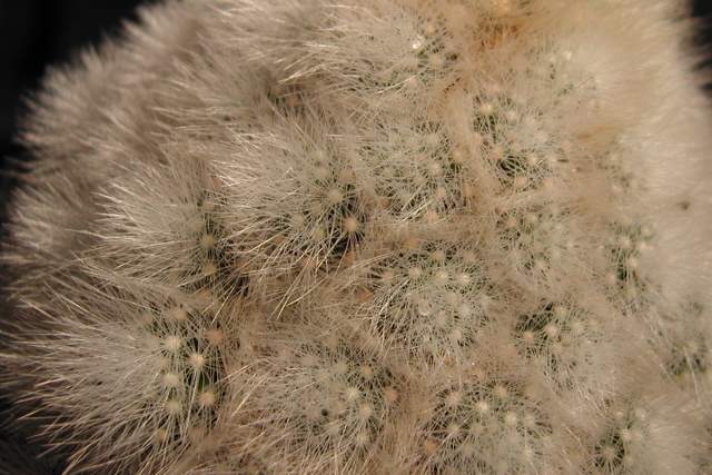 Mammillaria schwarzii (1).jpg
